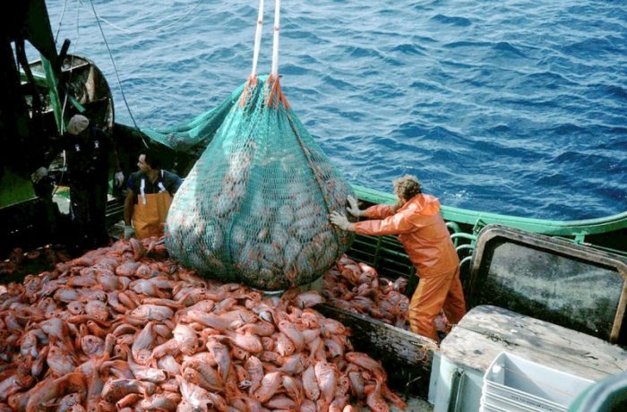 El negocio de las cuotas de pesca que compromete a la Subsecretaría de Pesca
