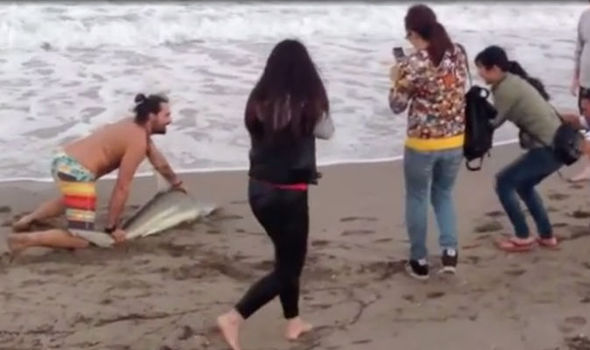 [Video] A una semana del incidente del delfín en Argentina: hombre saca del agua a un tiburón para sacarse una selfie