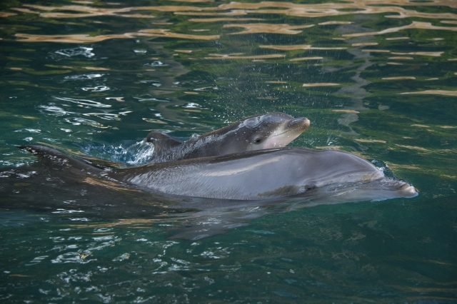 [Video] Nace Primer Bebé Delfín del Año en Discovery Cove