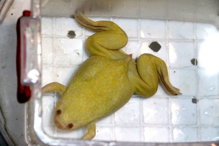 Con rana africana estudian cómo regenerar el sistema nervioso