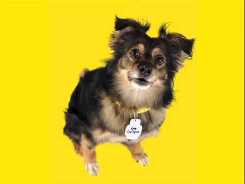 [VIDEO] Falleció Spike, el querido y reconocido perro de la empresa Lipigas
