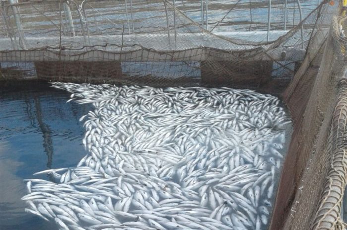 Retiro de salmones muertos: presentan recurso de protección en favor de trabajadores por exposición a gas letal