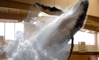 [Video] La increíble ballena holográfica que salta del agua en el gimnasio de un colegio