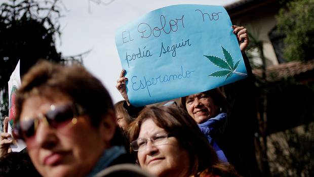 Primer fármaco chileno en base a cannabis sativa se registraría en 2017