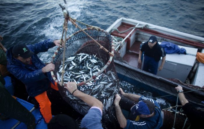 Oceana exige «medidas urgentes» al Gobierno ante crisis pesquera