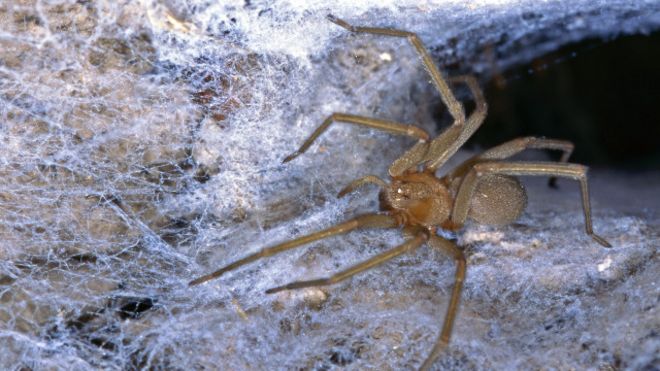 El museo finlandés invadido por arañas venenosas chilenas