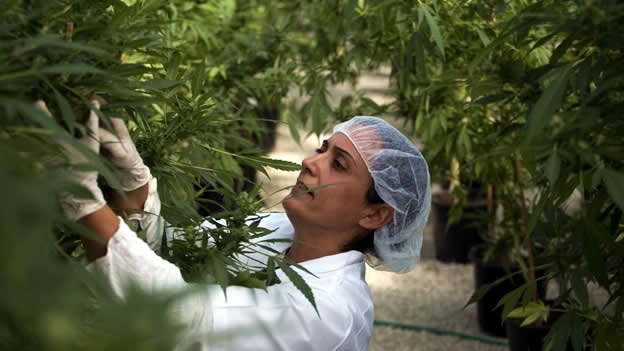 [VIDEO] La mayor plantación de marihuana medicinal de Chile comienza a dar sus frutos