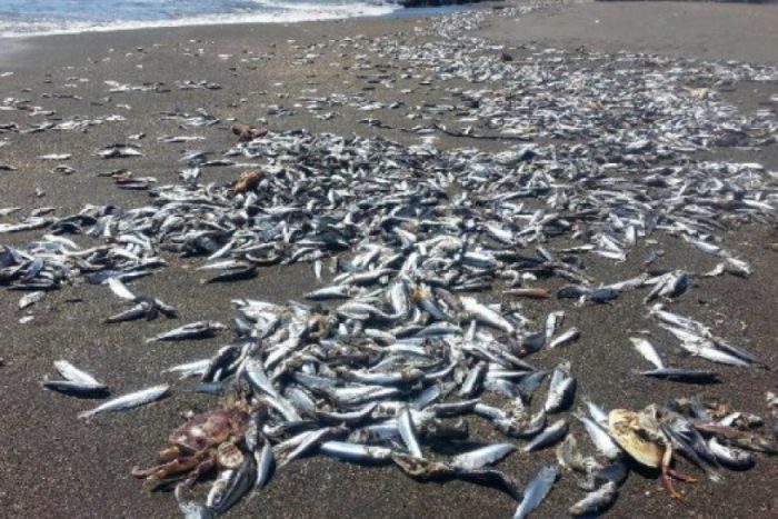 [VIDEO] Expertos estudian causas de varamiento masivo de sardinas en Queule