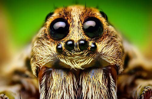 Por qué les tememos más a las arañas que al cambio climático