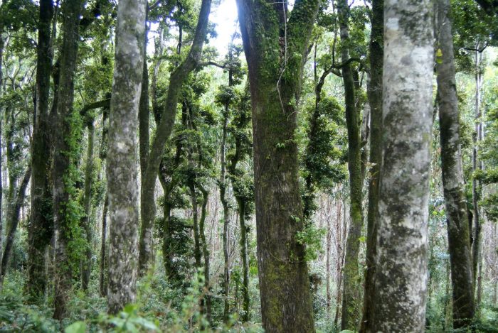 Consejo de Política Forestal proyecta el sector a 20 años con el foco puesto en la sustentabilidad