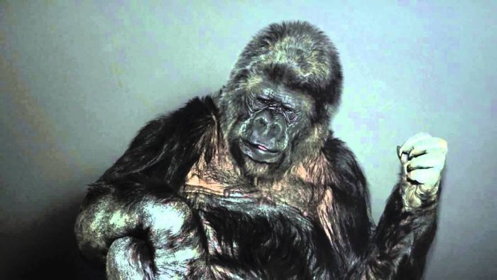 [VIDEO] Koko, la gorila que tiene un mensaje para la humanidad