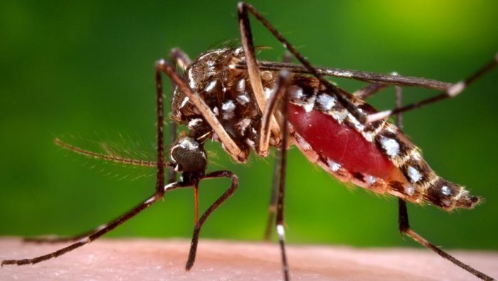 Subsecretario de Salud por mosquito que transmite el Zika hallado en Arica: «Lo más probable es que no sea uno»