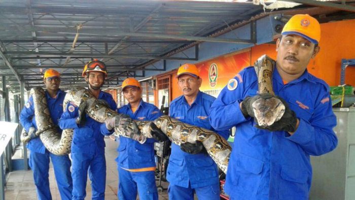 [VIDEO] En Malasia capturan a la serpiente más grande encontrada hasta ahora