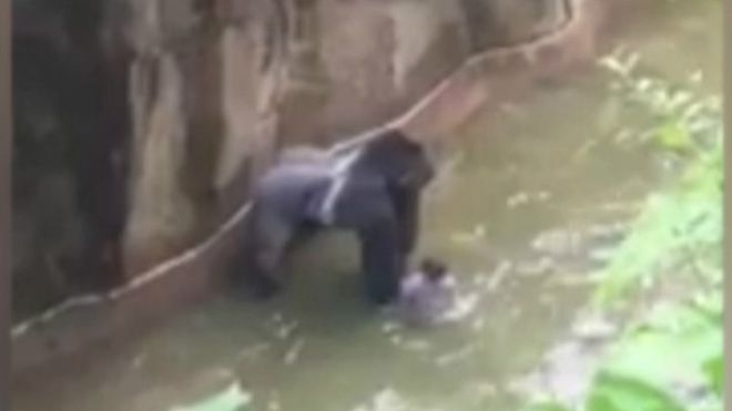 Polémica por el gorila que mataron porque un niño cayó en su recinto en el zoológico de Cincinnati, EE.UU.