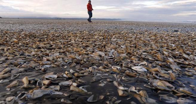 Fiscalía investigará vertimiento de 40 toneladas de salmones muertos al mar
