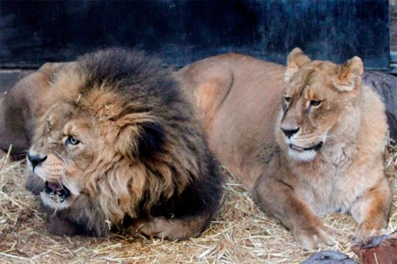 Franco a los leones: dos objeciones morales al protocolo del zoológico