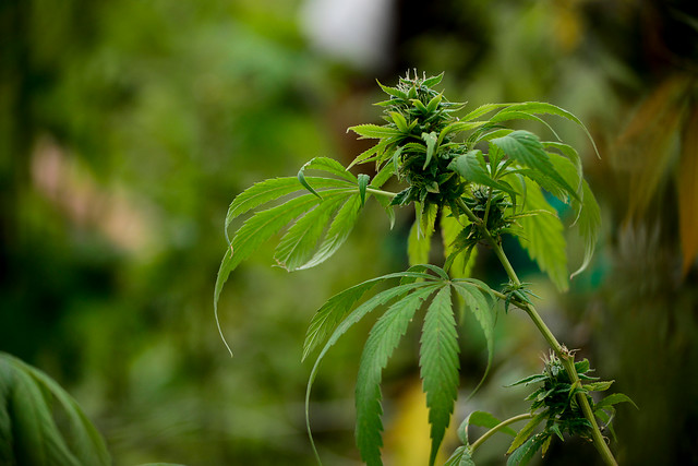 Corte Suprema acoge recurso de amparo a favor de persona que cultiva marihuana medicinal en Isla de Maipo