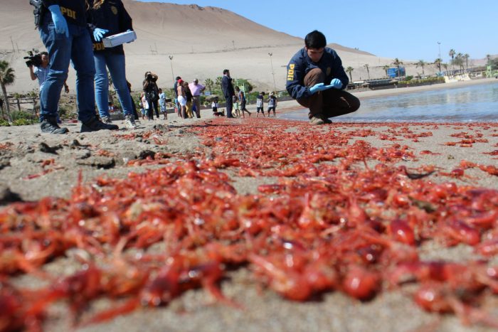 Preocupación en Arica por masiva varazón de langostinos y anchovetas en el borde costero