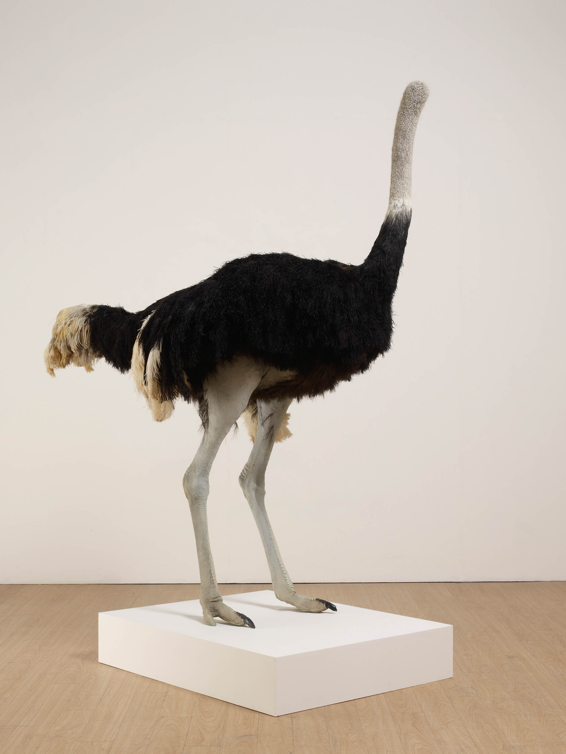 David Shrigley, Ostrich, 2009 Taxidermy ostrich  195 x 160 x 95cm British Council Collection Courtesy of the artist and the British Council Collection.  Photograph by Stephen White.