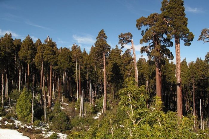 Los bosques secundarios, un arma contra el cambio climático en Latinoamérica