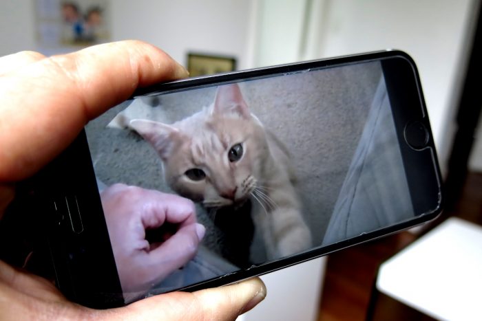Las redes 5G no solamente transmitirán mejor los videos de gatos