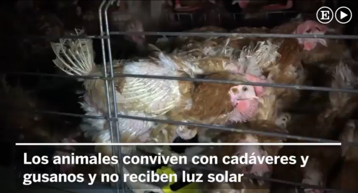 [VIDEO] Crudas imágenes de una granja de gallinas desata el debate del maltrato en Francia