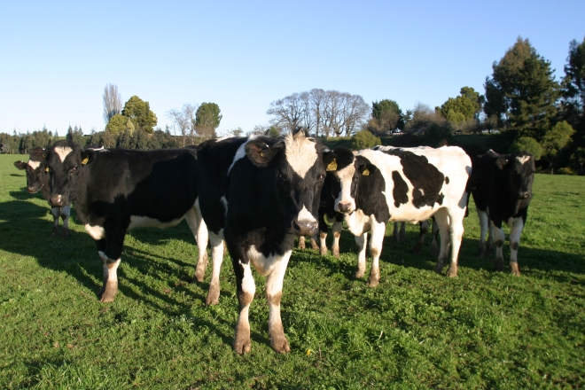 Crisis de los lecheros: hay que ser muuuy vaca