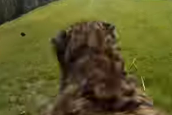 [VIDEO] La impresionante vista en primera persona de un guepardo corriendo