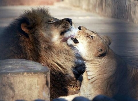 Con una ceremonia privada funcionarios del zoológico despiden a pareja de leones