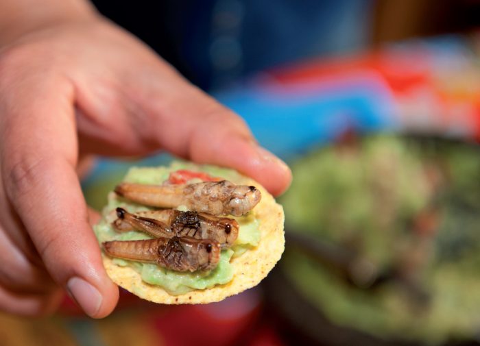 La mayoría de alemanes dice «no» a incluir insectos en su alimentación