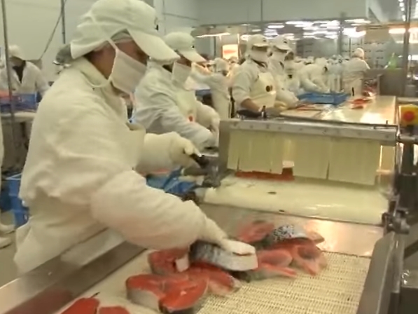 [VIDEO] «Ovas de Oro»: el documental que hace 10 años evidenció el impacto de la industria salmonera en Chile