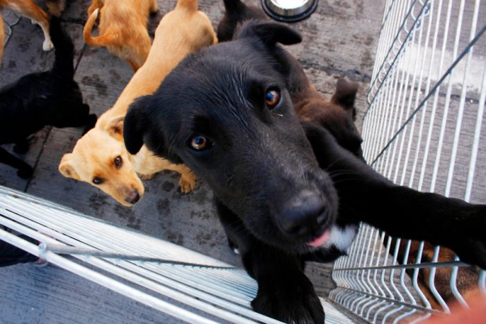 Convocan a protesta tras brutal maltrato de perro en La Florida