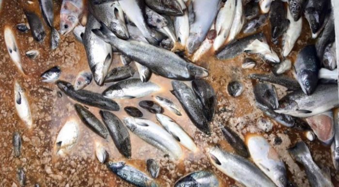 Las empresas detrás de las 9 mil toneladas de salmones en descomposición vertidos al mar del sur de Chile