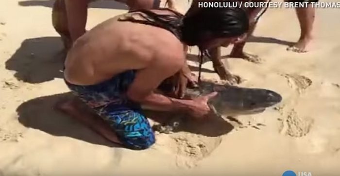 [VIDEO] Tiburón enredado con anzuelo e hilo de pescar, es salvado por bañistas