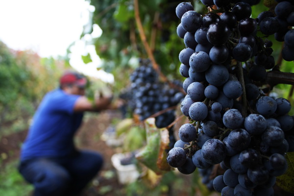 Agraz situación para los productores de uva en Chile: producción cayó 30% y pérdidas superan los US$220 millones