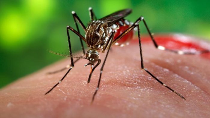 Confirman nuevo hallazgo de larva que transmite virus del Zika en Camarones
