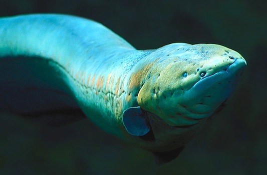 Humboldt tenía razón: las anguilas eléctricas atacan fuera del agua