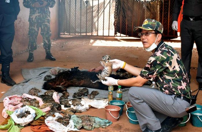 Descubren 40 cachorros de tigres muertos en polémico templo de Tailandia