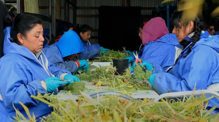 «Las temporeras» el cortometraje sobre el cultivo del cannabis más grande de Latinoamérica