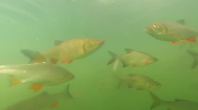 [VIDEO] Registro muestra la variedad de peces «mutantes» en lago de Chernobyl