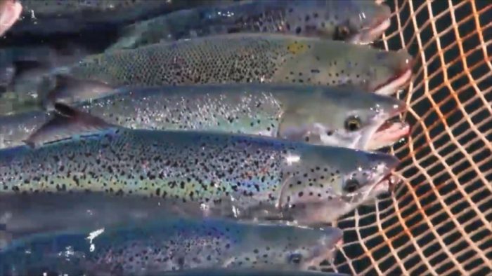 Subsecretaría de Pesca endurece normas que limitan producción en salmoneras y empresas presentan recursos de reposición
