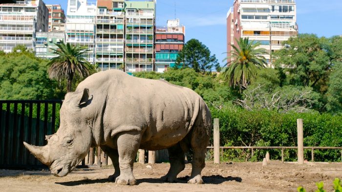 Cierran zoológico de Buenos Aires: «No da para más tener animales en este estado»