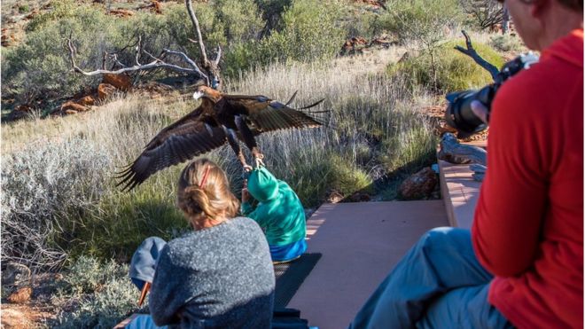 El impactante momento en el que un águila trata de llevarse a un niño en Australia