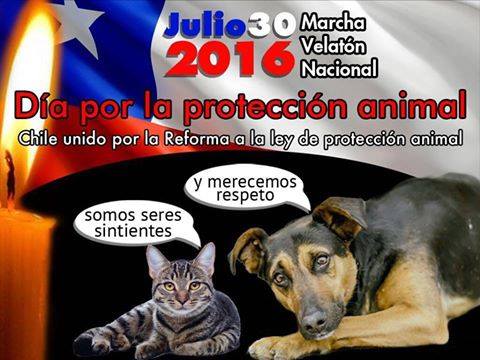 Convocan a marchas y velatón en todo Chile para celebrar este sábado el Día de la Protección Animal