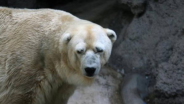 Controversia en Argentina por muerte de Arturo, el último oso polar del país