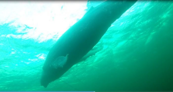 [VIDEO] Liberan a ballena de 25 metros atrapada en redes de pesca