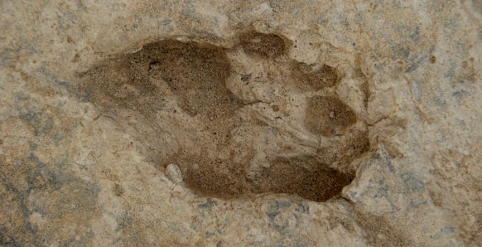 El homo erectus ya andaba como el hombre moderno hace 1,5 millones de años