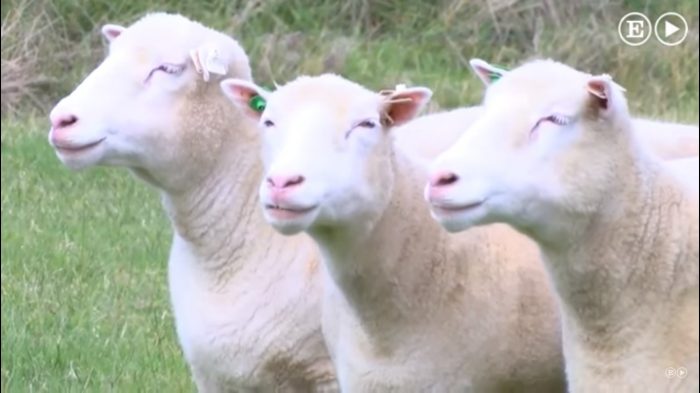 [VIDEO] Así lucen hoy los clones de la oveja Dolly: «Tan sanos como cualquier otra»