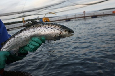 Marine Harvest asegura que logró capturar más de 27% de los salmones fugados en Calbuco