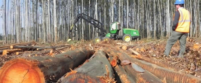 Presentan nueva evidencia del impacto negativo de la industria forestal en Chile